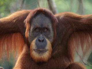 Sumatran Orangutan 