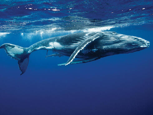 Humpback whale below surface