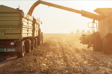 Two large trucks harvesting a field in a golden sunset